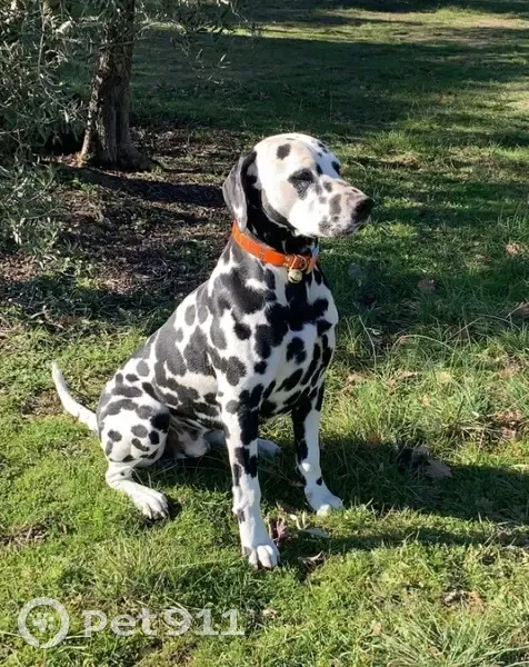 Dalmatien mâle noir et blanc perdu à Mazan - photo