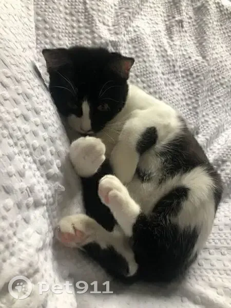 Chaton noir et blanc perdu à Roncq - photo