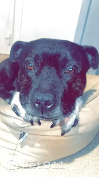 Chien noir disparu, 10 ans, Bordeaux - photo