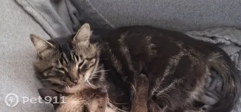 Chat perdu à Jurançon : Aidez-nous ! - photo