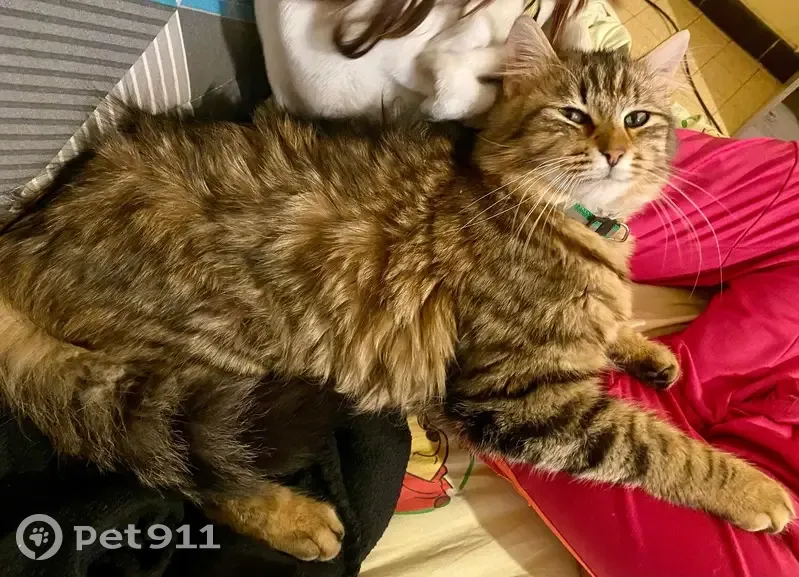 Zebulon, chat sibérien perdu à Marignier - photo