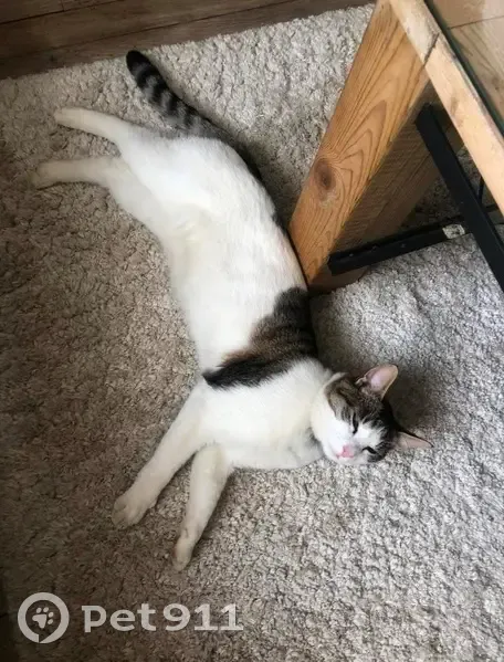 Chat blanc tigré perdu à Tulle - photo