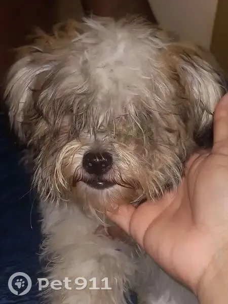 Chiot femelle blanc/marron trouvé à Remire - photo