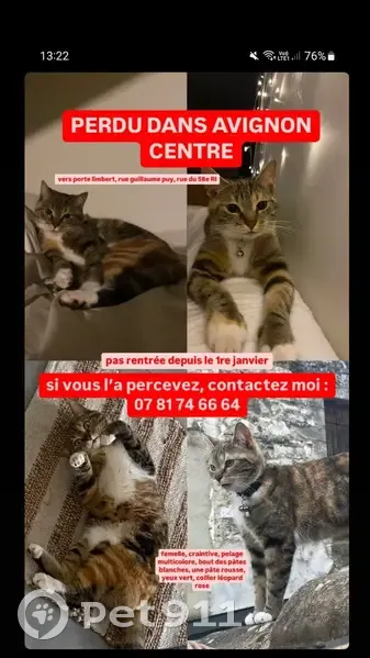 Chat perdu à Avignon : femelle multicolore - photo
