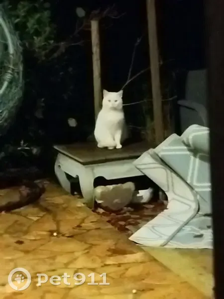 Chat blanc mâle trouvé à La Guindrais - photo