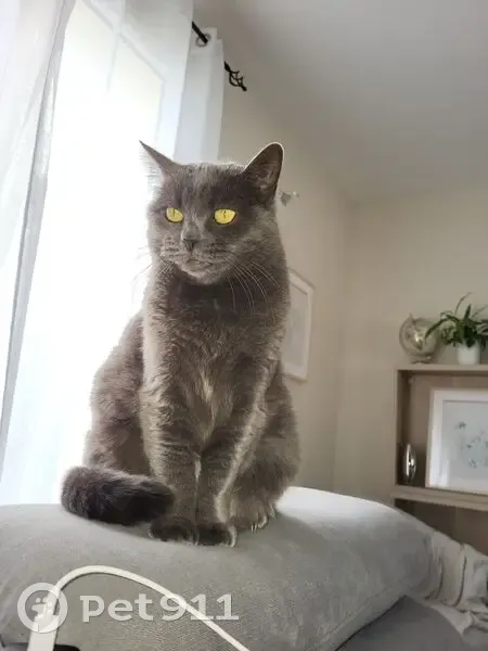 Chat disparu à Vayres, Rue du Paradis - photo