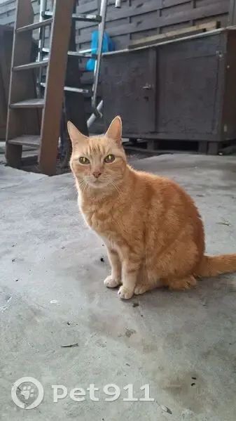 Chatte rousse câline cherche foyer sûr - photo