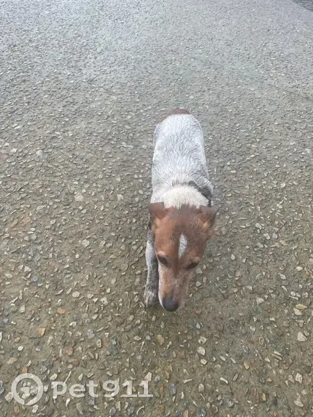 Jack Russel trouvé devant château Suscinio - photo