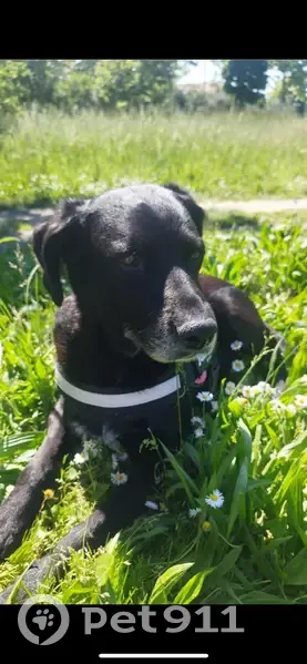 Chienne Anita perdue à Toulouse - photo