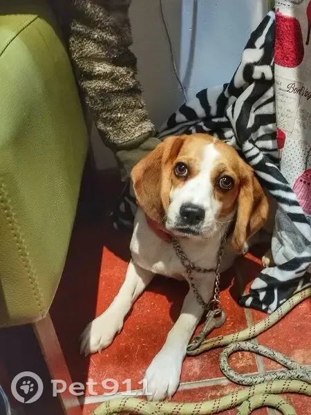 Jeune Beagle trouvée sur la D2, Occitanie - photo