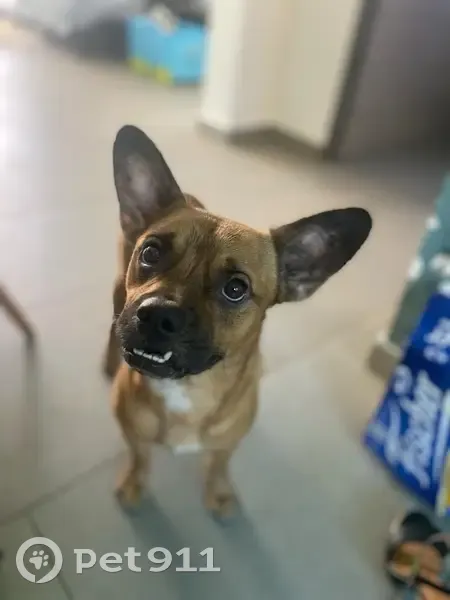 Chien croisé staffy trouvé à Plateau Goyaves - photo