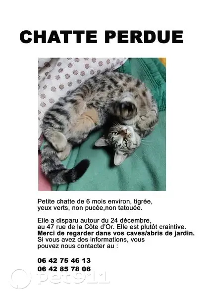 Chatte tigrée perdue à Dijon - photo