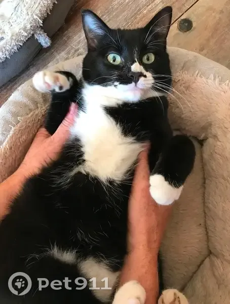 Chatte disparue à Salon-de-Provence - photo