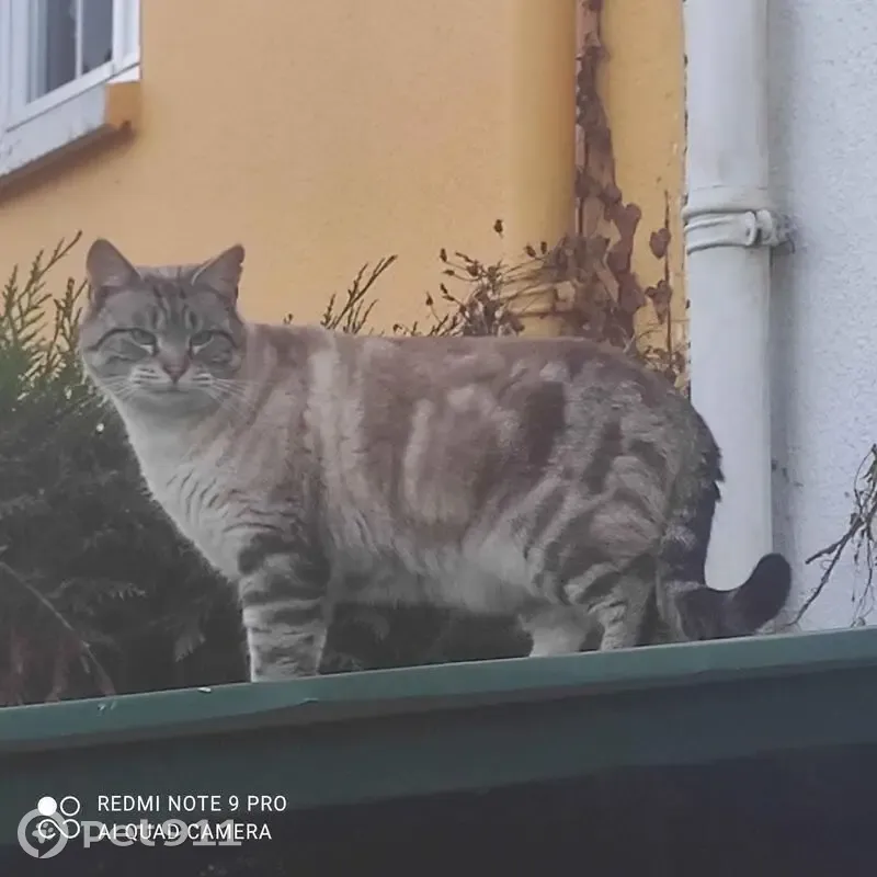 Siamois Tabby trouvé à Alençon, mâle castré - photo