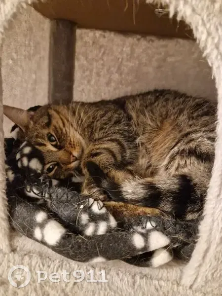 Chat tigré gris trouvé dans voiture Beaufort - photo
