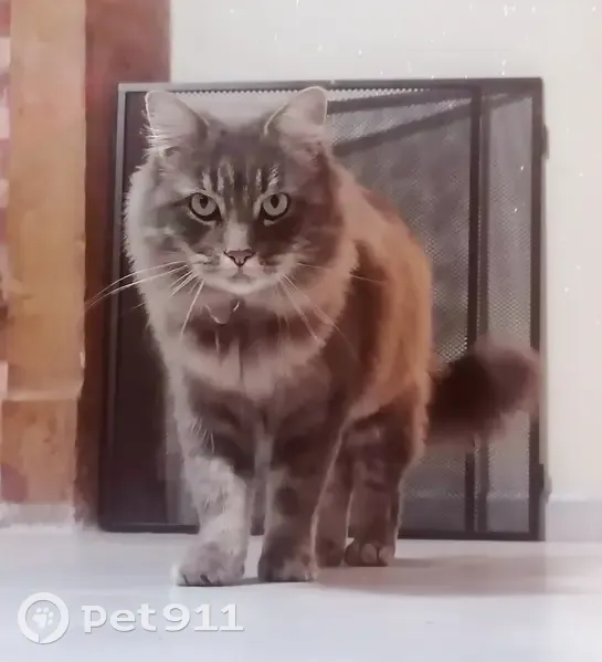 Chat gris disparu, Flammerans, très gentil - photo