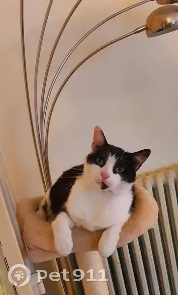 Chat perdu : Calin, mâle noir et blanc - photo
