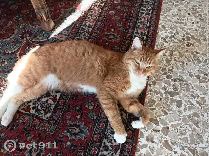 Grand chat roux et blanc trouvé à Die - photo