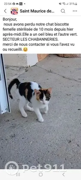 Chatte tricolore perdue, un œil vert, un bleu - photo