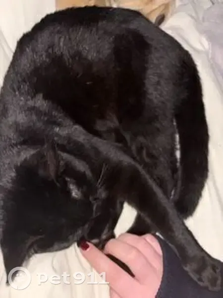 Jeune chat trouvé à Charenton-le-Pont - photo