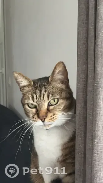 Chatte tigrée perdue à Nemours - photo