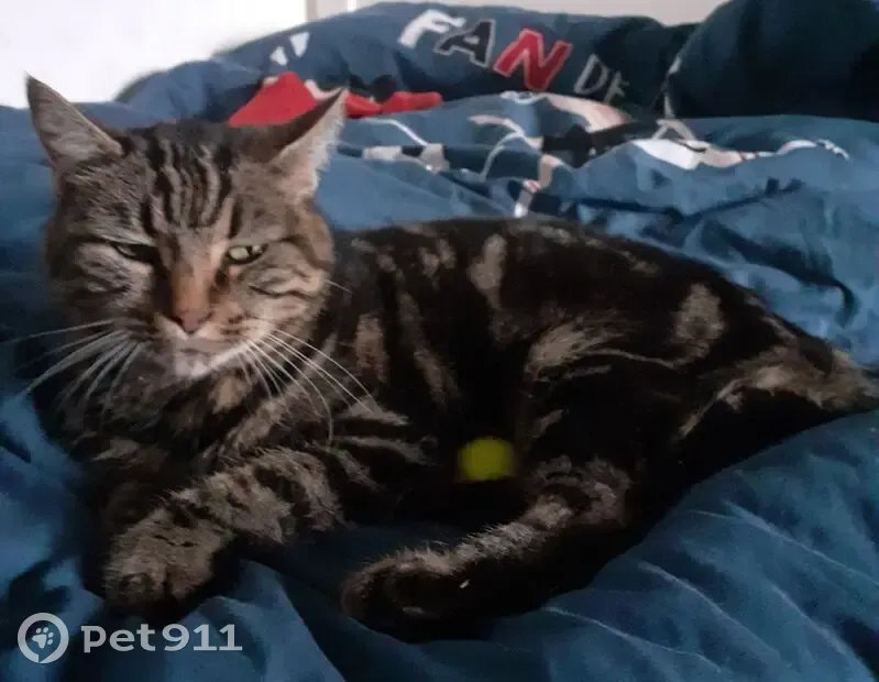 Chat femelle 15 ans perdue à Épinouze - photo