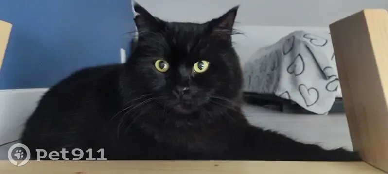 Chat Noir Perdu, Craintif, St-Marcel-Bel-Accueil - photo