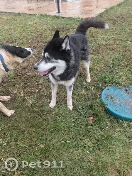 Husky errant trouvé à Poiseul-lès-Saulx - photo