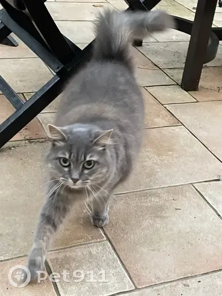 Chatte tigrée perdue à Châtillon - photo