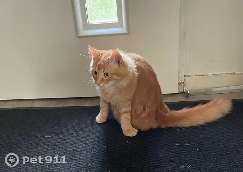 Chat trouvé à Bouguenais, Pays de la Loire - photo