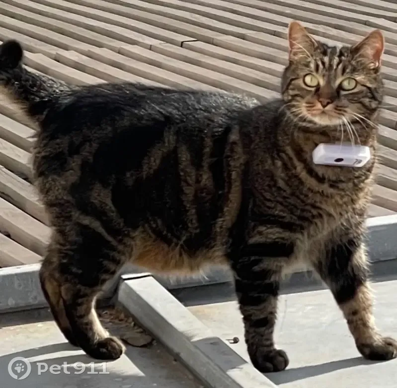 Chat tigré sociable perdu à Champigny - photo