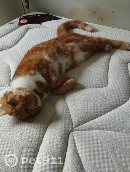 Chat roux-blanc perdu, Vauciennes - photo