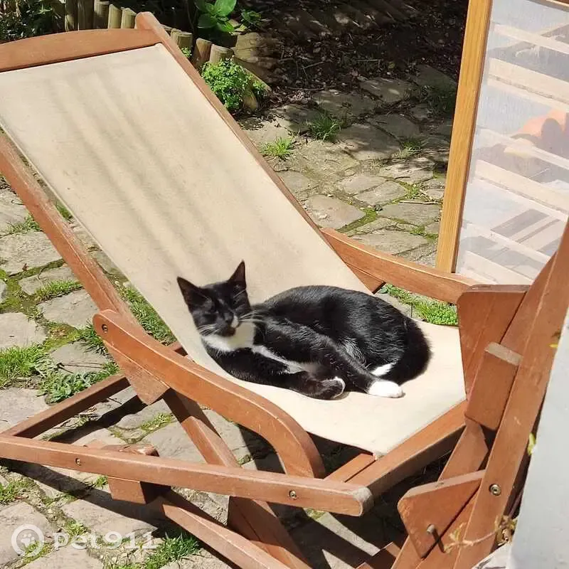 Chat noir et blanc perdu à Noisy-le-Grand - photo