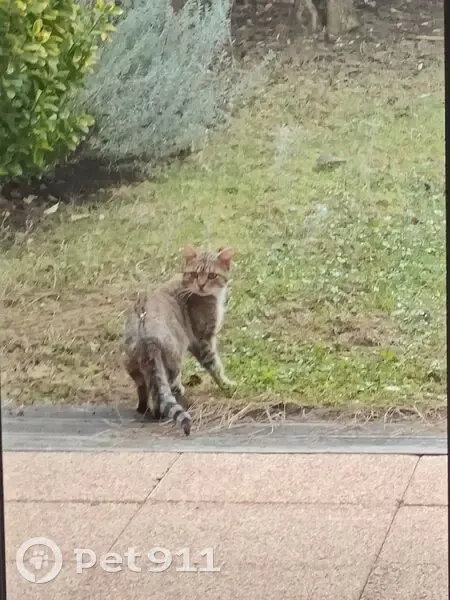 Chat mâle tigré trouvé à Sathonay-Village - photo