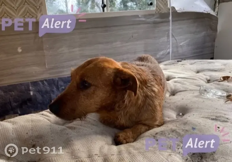 Chien craintif trouvé à Podensac - photo