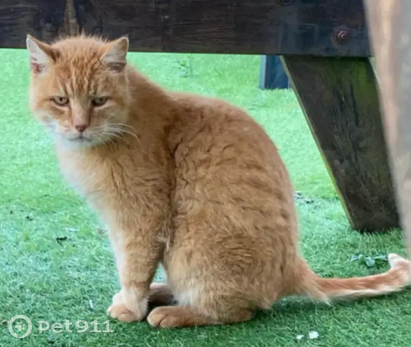 Chat roux perdu, Vendeville, Av. Capucines - photo