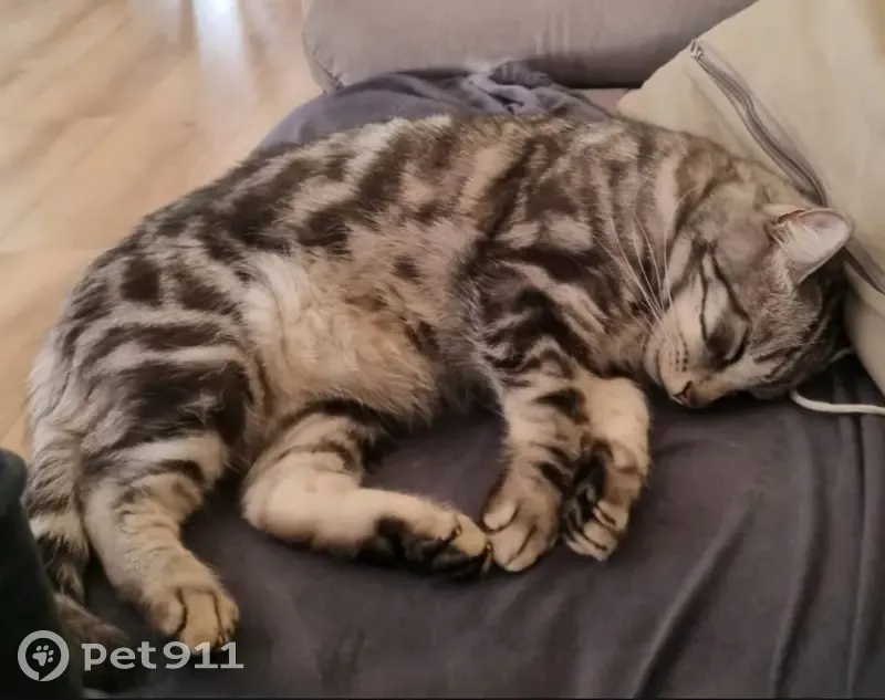 Chat tigré 8 ans disparu à Chilly - photo