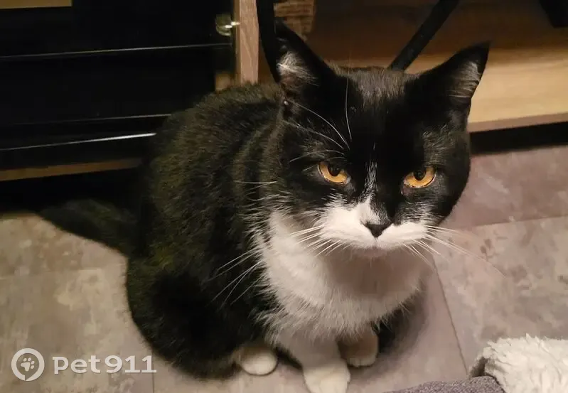 Chat noir et blanc trouvé à Amiens - photo