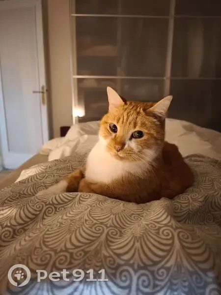 Chat roux perdu à Rezé : Raoul recherché - photo