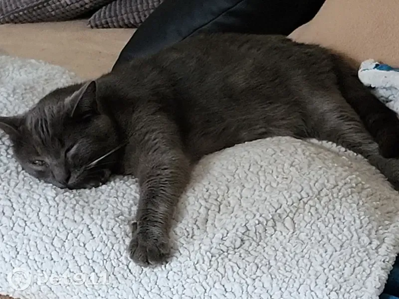 Chat gris 2 ans perdu à Chevilly-Larue - photo
