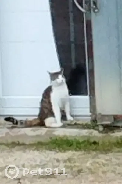 Chat trouvé : adorable et câlin à Voillecomte - photo