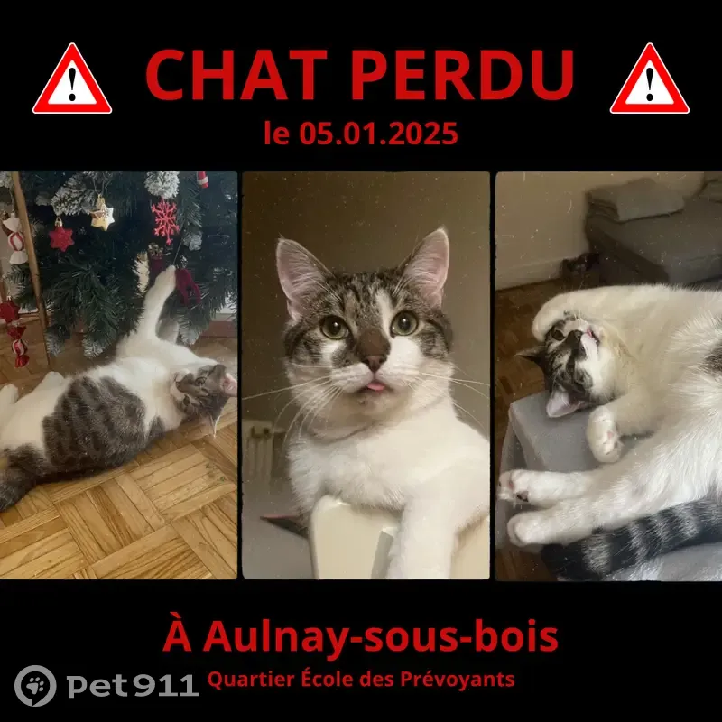 Chat perdu à Aulnay-sous-Bois - photo