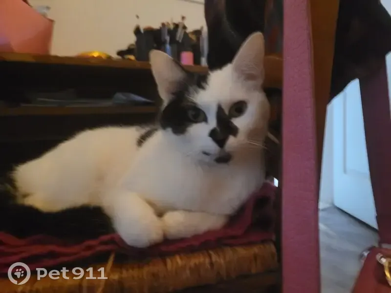 Chatte perdue, blessée à Champigny - photo