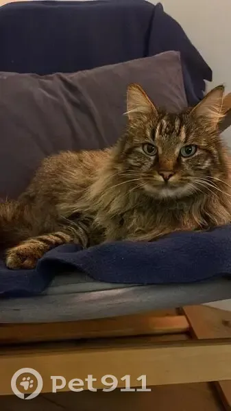 Chat tigré marron perdu à Baule - photo