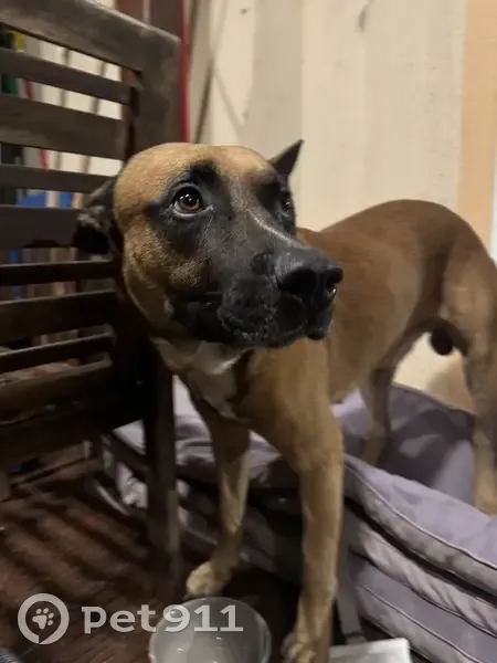 Chien trouvé blessé avec collier rouge - photo