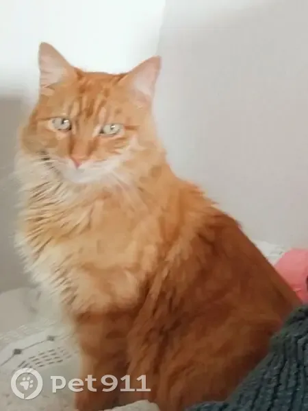 Chat Européen roux perdu à Saussan - photo