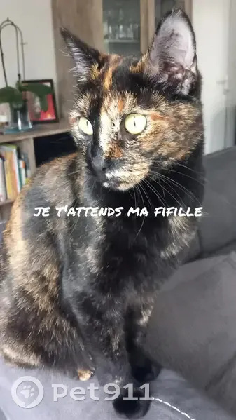 Chat européen écaille disparu à La Bernardière - photo