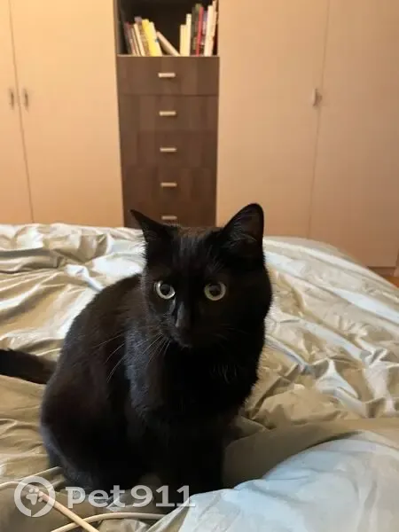 Chat noire disparue à Vincennes - photo