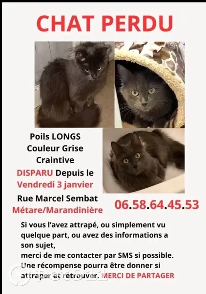 Chat perdu à Saint-Étienne, Rue Sisley - photo