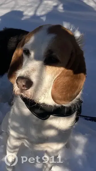 Beagle perdu secteur Rocheplane, Saint-Martin - photo